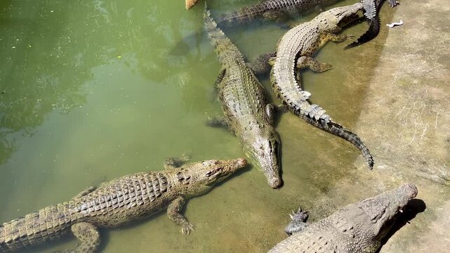group of saltwater crocodiles resting in tropical pond and on concrete bank under bright sunlight