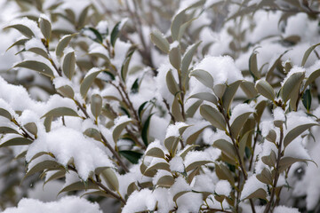 樹木の葉に降り積もる雪