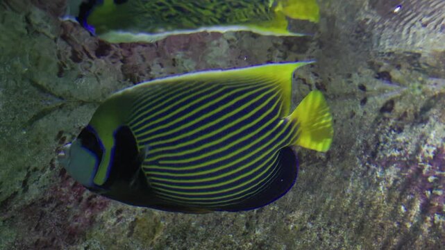 Emperor angelfish swimming along a coral reef