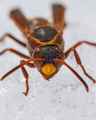 雪の上に止まるアシナガバチを正面から / Front view of a paper wasp on the snow