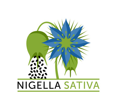 Black seeds - nigella sativa flower, fetus label in flat colors