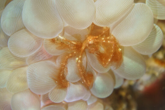 An Orangutan Crab (Achaeus japonicus) Sheltering Within the Vesicles of Bubble Coral (Plerogyra sinuosa)