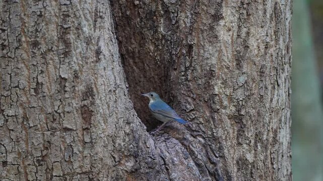 Male Siberian blue robin bird standing on tree  Bird watching in natural habitats in the forest.