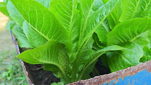 Fresh Green Cos Lettuce Growing in garden
