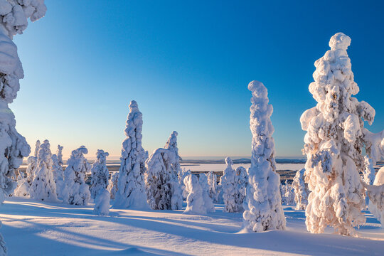 winter landscape with trees and snow