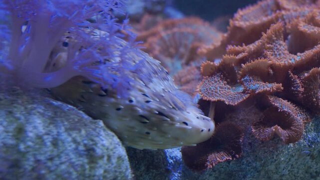 Porcupine pufferfish hiding among coral reef