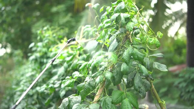 Lush green agriculture farm crop plant irrigation water spray leaf outdoor field garden fresh growth sprinkler system organic farm green leaf plant spray pest control agriculture worker vegetable
