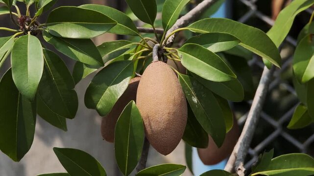 Sapodilla fruit on a tree in the garden.