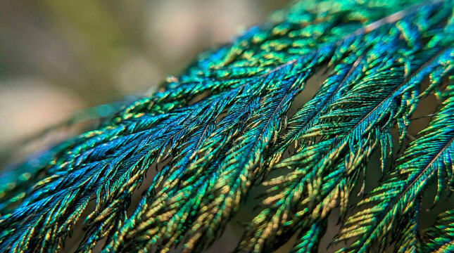 Iridescent Macro of Peacock Feather Barbules