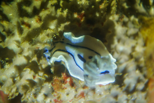 Blue and white striped nudibranch Chromodoris willani
