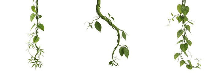 Set of Hanging Green Jungle Vines and Tropical Creepers on Transparent Background PNG © Anees