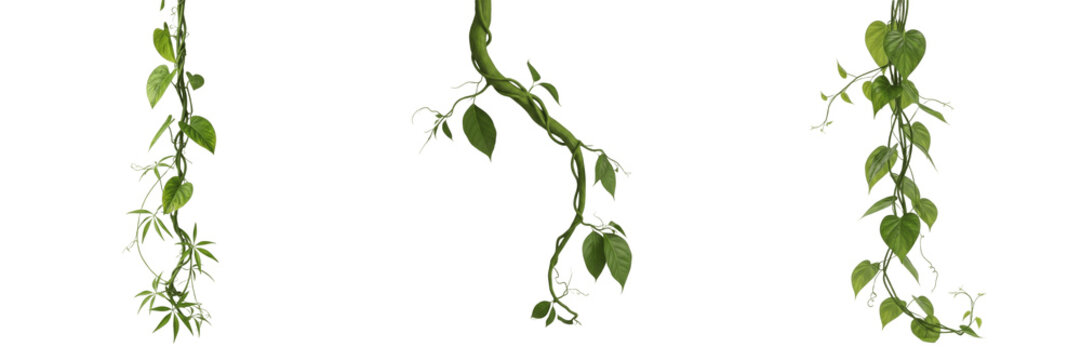 Set of Hanging Green Jungle Vines and Tropical Creepers on Transparent Background PNG