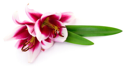 Beautiful pink and white lilies with green leaf isolated on white background