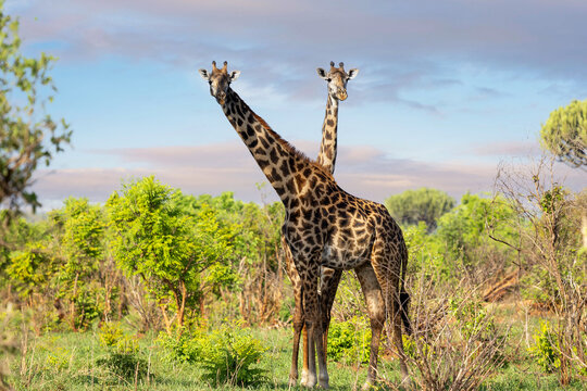 Zwei Giraffen im Tarangire Nationalpark in Tansania