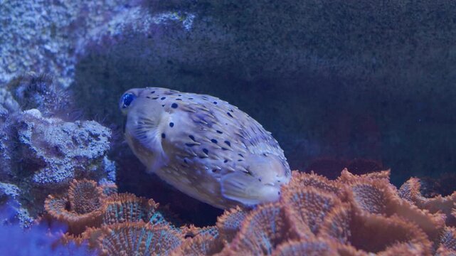 Freckled porcupinefish swimming in coral reef aquarium