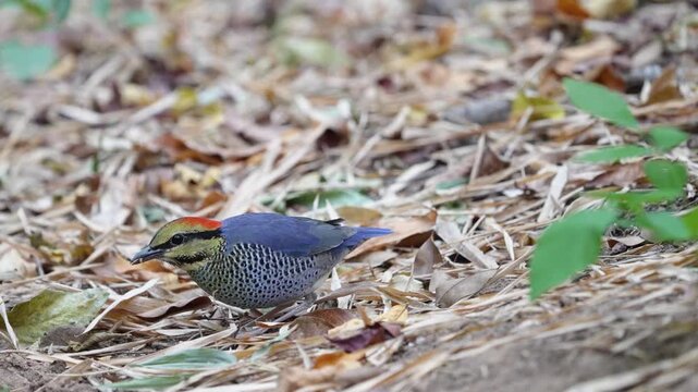 Blue Pitta, Pitta cyanea Walk on the ground in the rainforest tricky for earthworms and worms. Bird watching in natural habitats in the forest.