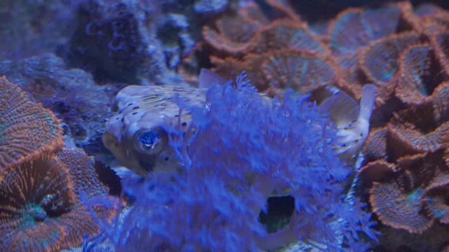 Porcupinefish swimming in reef aquarium with coral