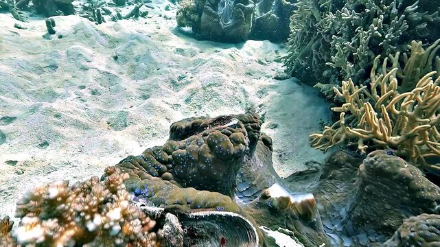 Forward movement toward giant clams &ndash; Tridacna gigas &ndash; resting on the reef, a long lived bivalve threatened by overfishing and now classified as an endangered marine species.
