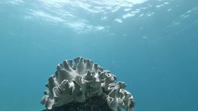 Bleached coral head on the Great Barrier Reef, lifeless white skeleton exposed after heat stress. Water temperature at 29 degrees illustrates the impact of ocean warming and climate change.