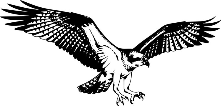 osprey silhouette line art vector illustration with a white background
