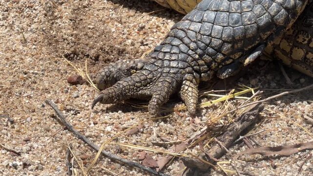Close detail of the webbed and clawed forefoot of an Australian saltwater crocodile Crocodylus porosus, highlighting thick armored scales, curved talons and powerful digits adapted for traction / swim