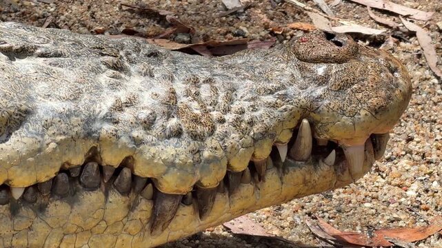 Extreme close up of a saltwater crocodile - Crocodylus porosus - jaw, showing the precise alignment of teeth fitting into the opposite mandible. This apex predator reveals its powerful bite mechanism.