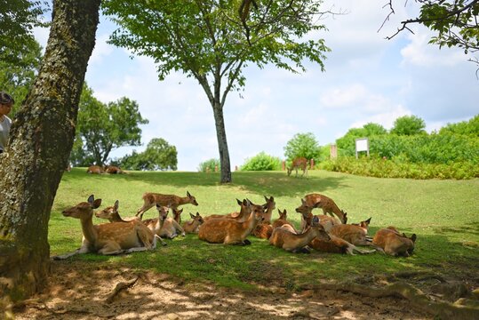 若草山で群れでくつろぐ鹿たちの穏やかな風景
Peaceful scene of a herd of deer relaxing on Mount Wakakusa