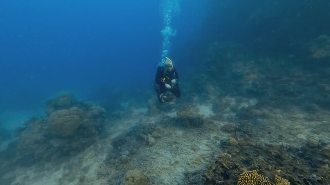 Titan triggerfish &ndash; Balistoides viridescens &ndash; repeatedly charges a diver swimming above its nest, as the diver pushes it away with hands during spawning season on the Great Barrier Reef, Australia.