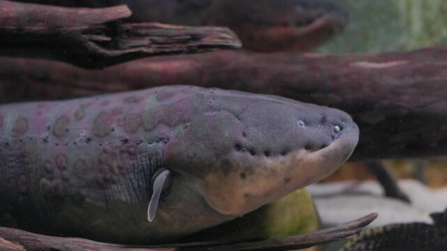 Electric eel swimming in freshwater aquarium