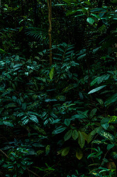 Dense tropical rainforest foliage with layered dark green leaves, deep shadows and rich textures, creating a dramatic natural background ideal for design projects, wallpapers and visual storytelling.