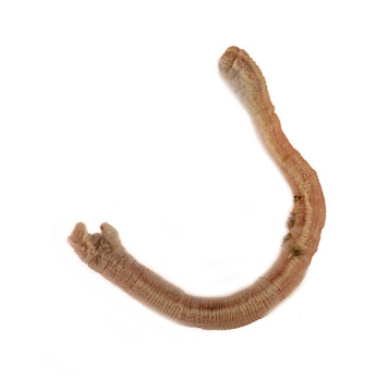 These geometrid moth specimens were extracted from the hole of a burrowing wasp sand wasp (Ammophila). The caterpillars were stored as food for the future larva. Crimea. Isolated on white