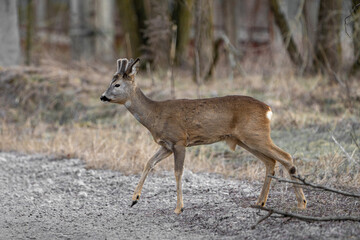 roebuck in the forest  © pityke70