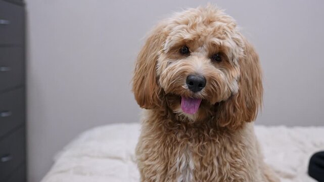Portrait of a curly brown dog at home, Kawapoo or goldendoodle breed