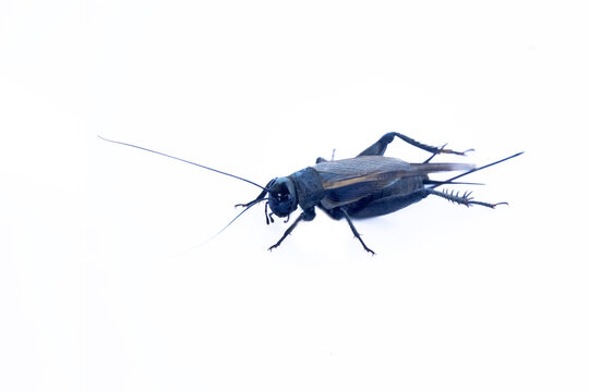 European field cricket (Gryllus campestris). Isolate on a white background.