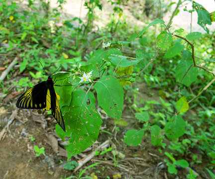 Golden bird's-wing (Ornithoptera, Troides aeacus). Famous golden butterfly catches eye with contrast of yellow and black, enhancing color. Mountainous rainforest on Borneo island, Malaysia. January