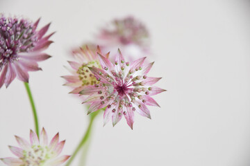 アストランチア