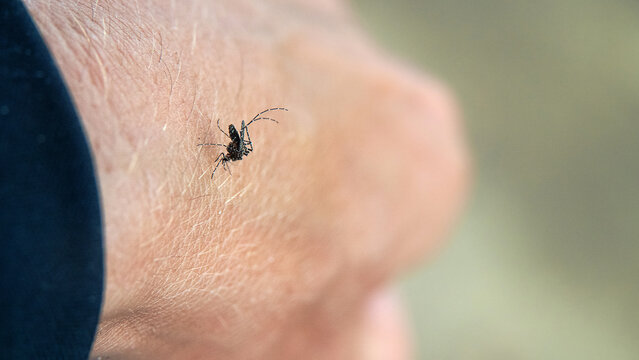 Vector of human diseases. A tropical malaria anopheles mosquito bites a tourist. Carriers of dangerous types of malarial fever during the rainy season. The island of Borneo. Malaysia