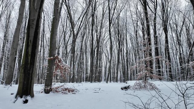 Slow Push Through A Snowy Winter Forest With Deciduous Trees
