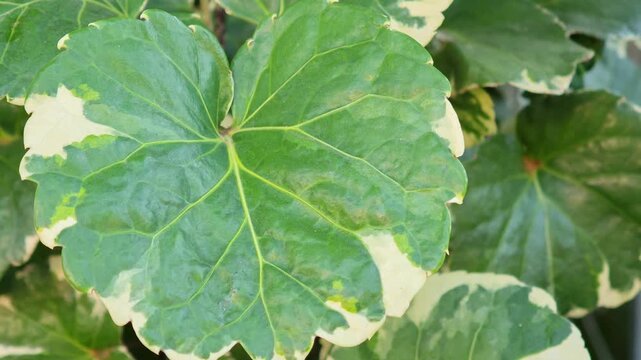 Polyscias scutellaria,Variegated Clawed Leaf Plant