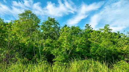 Obraz premium Tropical moist forest and meadows on the Mollucc Islands (Spice Islands), monsoon season. Indonesia