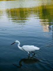 Obraz premium Little egret or white heron wading in shallow urban park pond water with perfect reflection and golden light