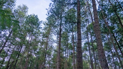 Fototapeta premium Old carvel pine forest on the island of Sulawesi, high-class forest
