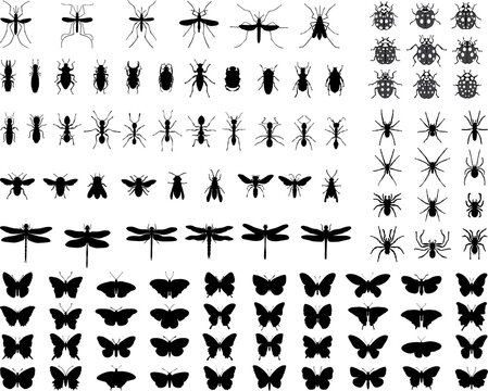 Big set of black silhouettes of insects 