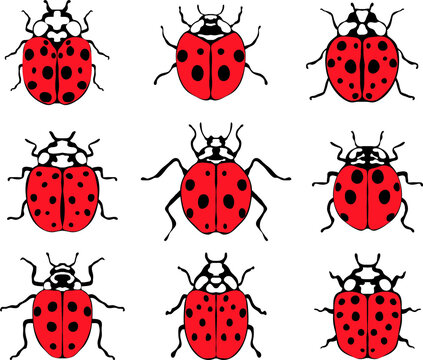 Set of different cheerful ladybugs, illustration