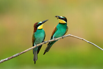Fototapeta premium Pair of European bee-eaters during courtship feeding