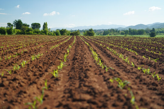 Young corn plant agriculture farm field soil rural landscape crop row countryside sunny day blue sky food production Newly planted young corn plant agriculture farm field fertile soil rural
