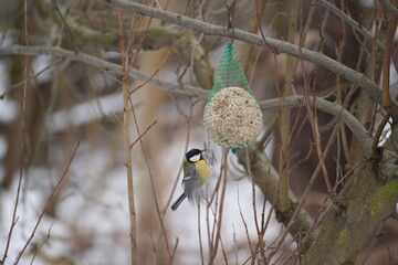 Great tit (Parus major) feeding on a fat ball in winter forest. Small wild bird during cold season. Natural wildlife scene with soft background. © Szymon