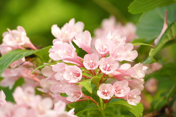 植物　花　ピンクの花　自然　風景	