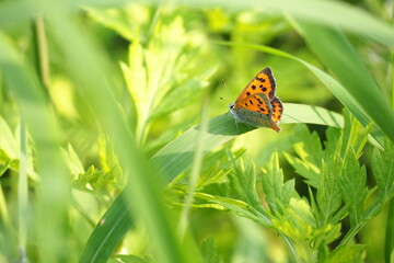 自然　植物　虫　蝶