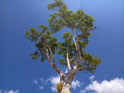 Mature big Dipterocarpaceae tropical tree.